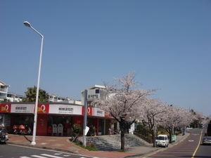 cherry blossoms in line