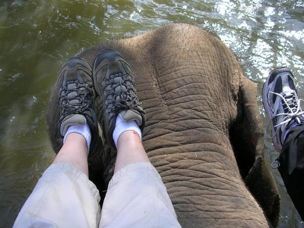 Photograph Titled:  Stacey and Alexis' Feet on Elephant