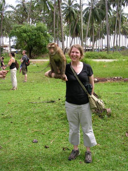 Coconut Harvesting Monkeys