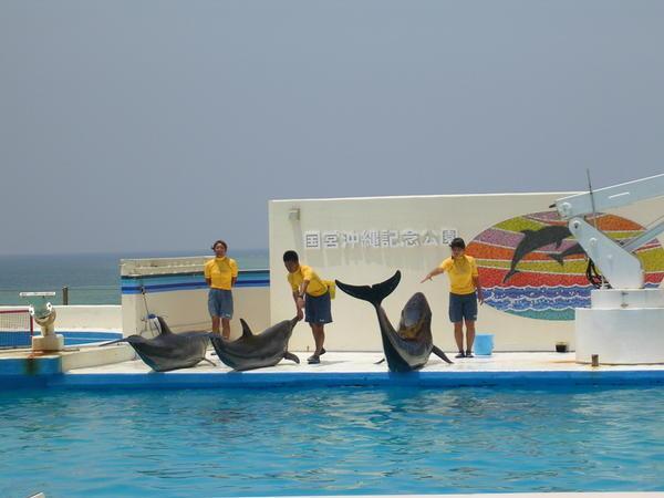 ...and Dolphins!