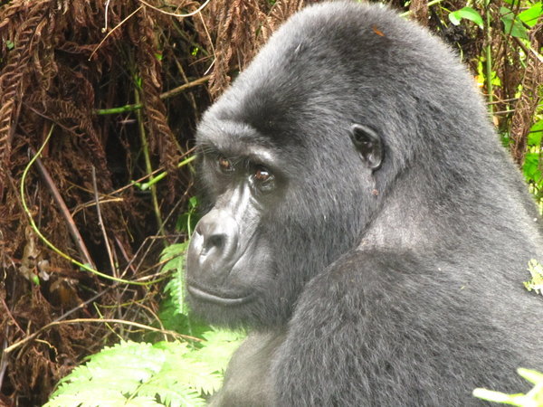 The young Silverback, soon to be the Alpha Male