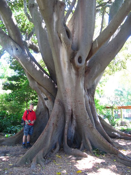 Massive tree..