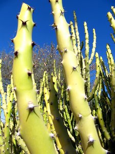 Cactus/ cacti