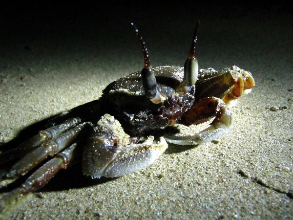 A crab..