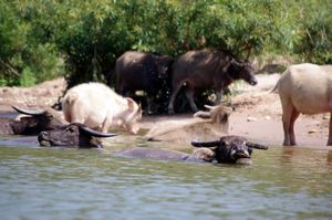 Buffaloes enjoying the water