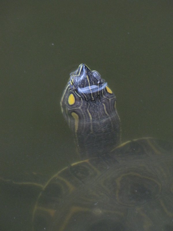 2 Swimming turtle