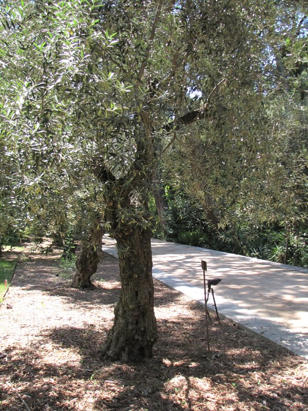 16 Olive tree