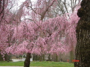 weeping cherry blossom