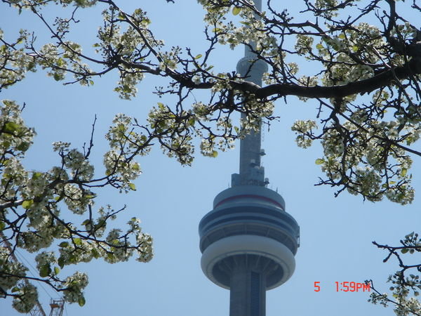 symbol of Toronto in spring flowers