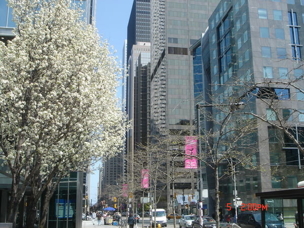 downtown Toronto in springtime