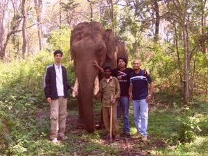 at the elephant camp