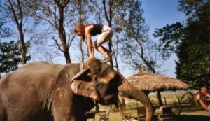 Elephant acrobatics, Chitwan, Nepal.