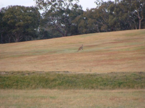 My first kangaroo sighting!