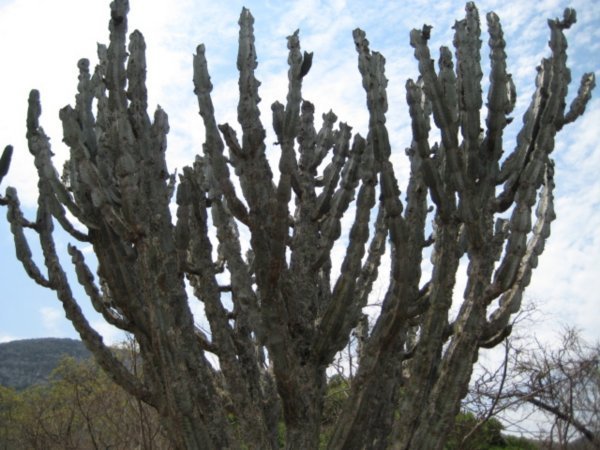 Kæmpe kaktus