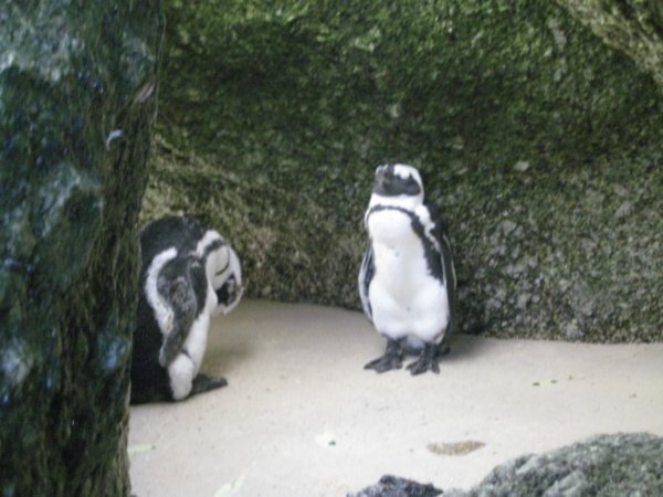 Pingviner i Simon's Town