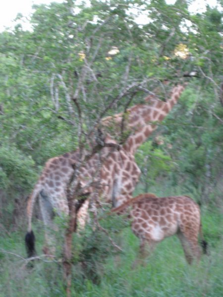 Giraf og unge