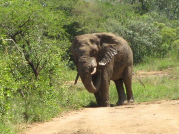 En enlig elefant
