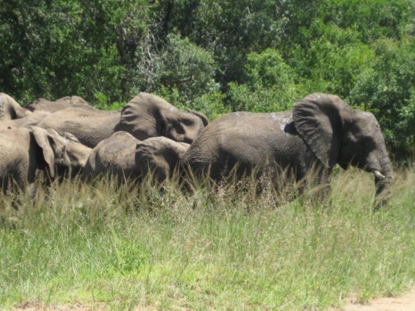 Mange elefanter