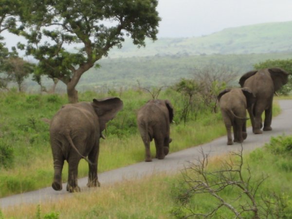 4 elefanter kom marcherende