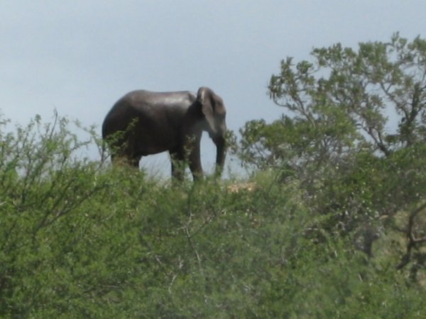 Elefant på top