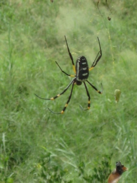 Kæmpe klam edderkop