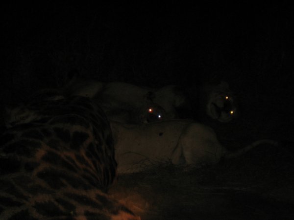 Løver ved aften - nu med katteøjne