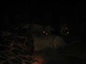 Løver ved aften - nu med katteøjne
