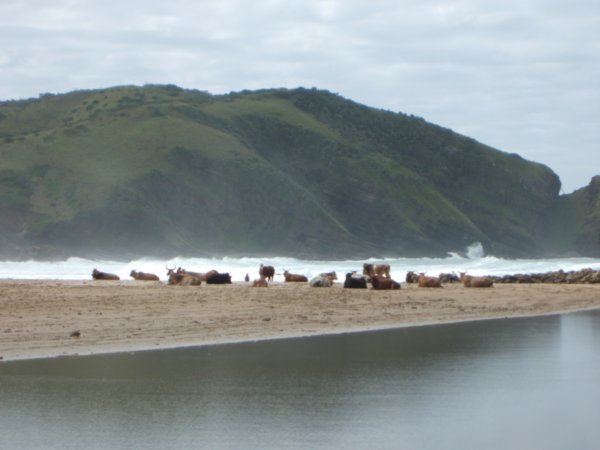 Køer på stranden