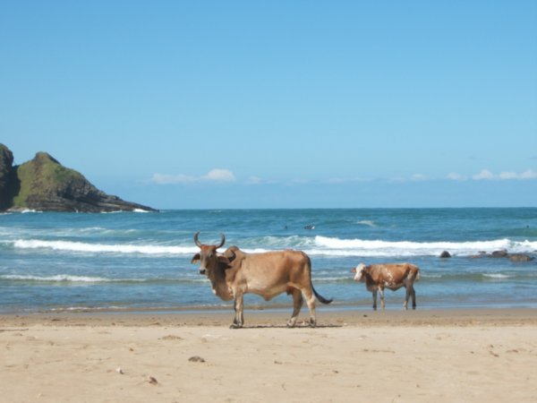 Flere køer på stranden