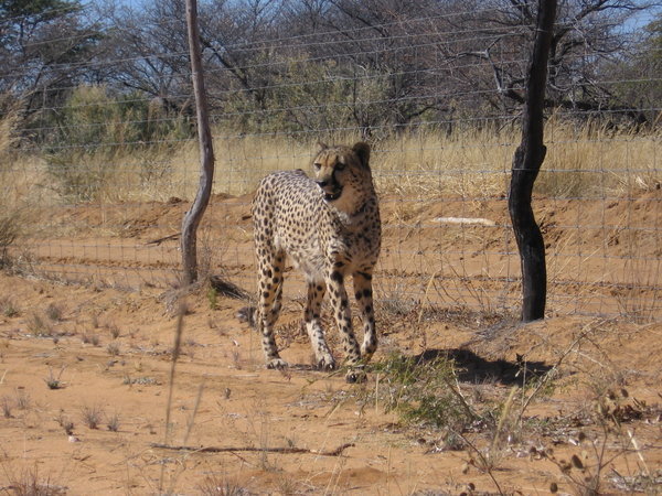 cheetah walk