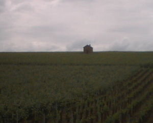 a vineyard with a house