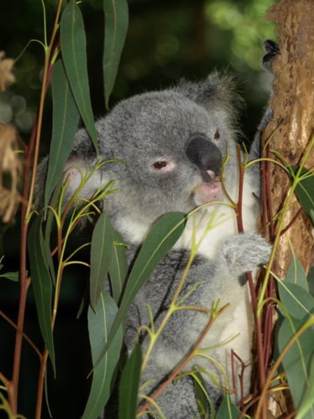 Koala : apparently it means "eats and sleeps"
