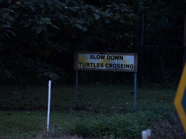 Turtles Crossing Sign