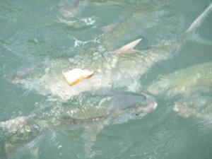 Fish Feeding in Darwin