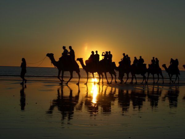 Camels at Cable Beach