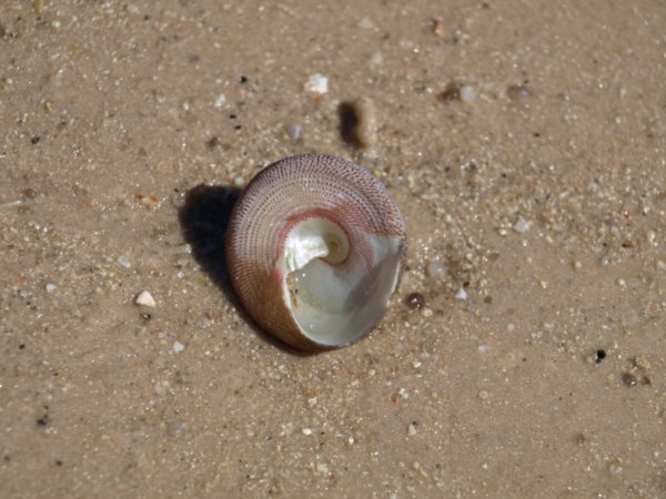 Shell on Cape Leveque Beach
