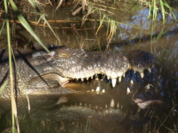 Croc at Malcolm Douglas Crocodile Farm