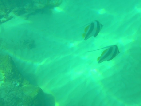 Bannerfish at Cape Leveque
