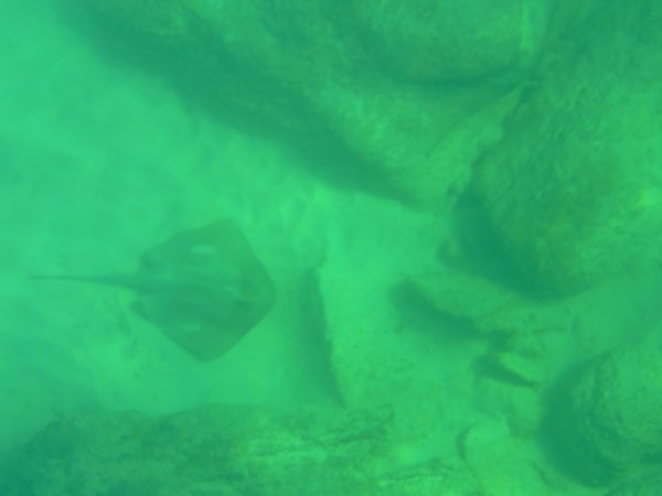 Stingray at Cape Leveque