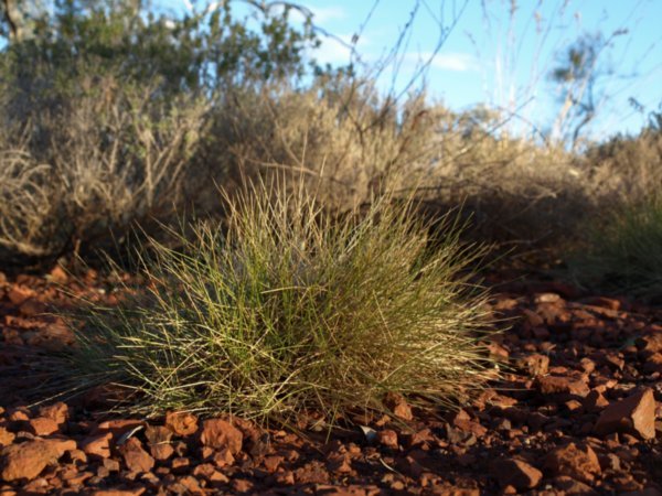 Spinifex!!