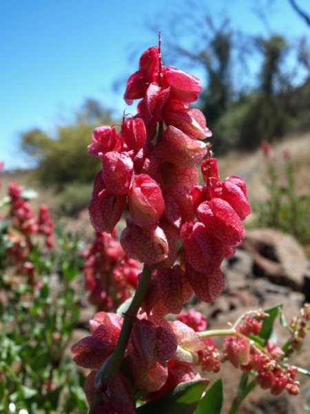 Western Australian Wildflowers