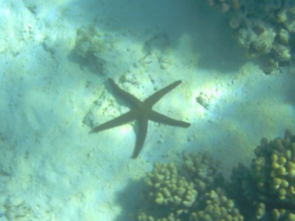 Ningaloo Marine Life - Turqoise Bay
