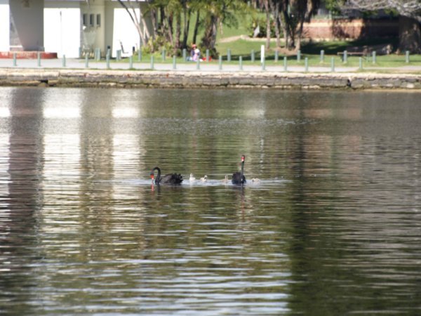 Black Swans on the Swan River