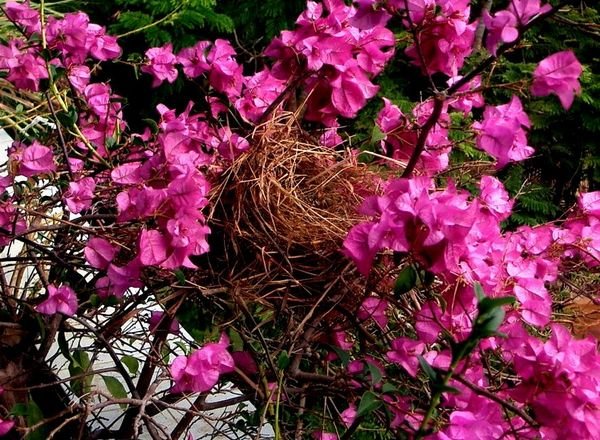 Birds' nest in a Pangsa Mar'Azmala window box
