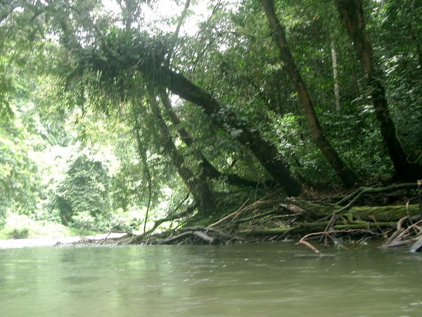 In Brunei jungles - the Temburong river