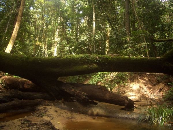 In Brunei jungles - a Labi stream