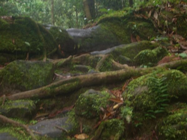 In Brunei jungles - tree roots at Labi