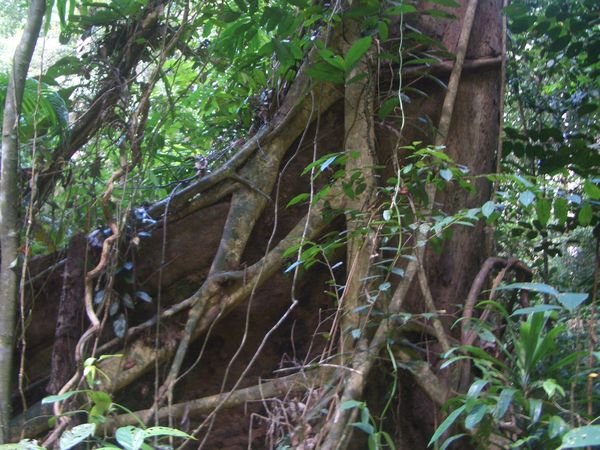 In Brunei jungles - a tree trunk at Labi