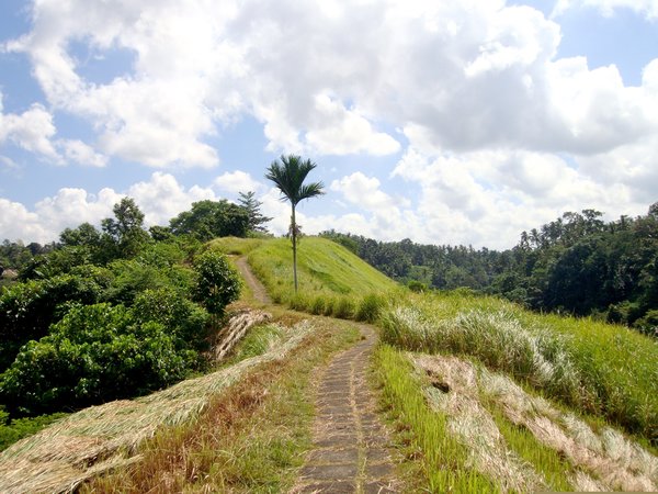 Rural Bali