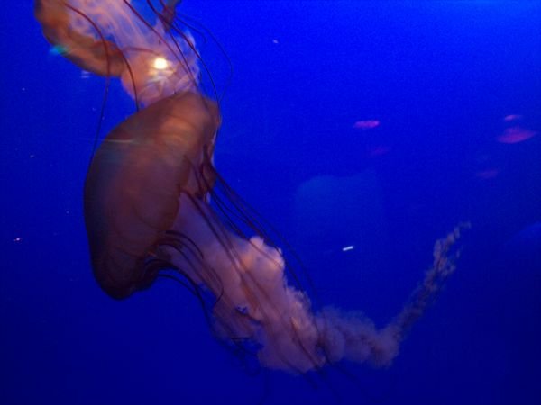 sea jelly spectacular